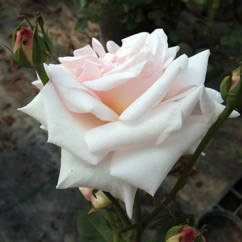 Bladoróżowy - Róże pienne - z kwiatami hybrydowo herbacianymi - korona równomiernie ukształtowana